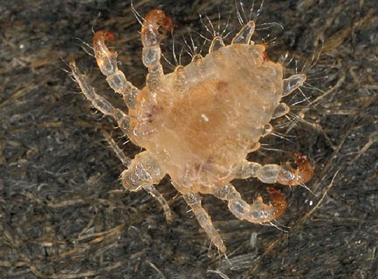 735x544, 100 Kb / вошь, лобковая, зверь