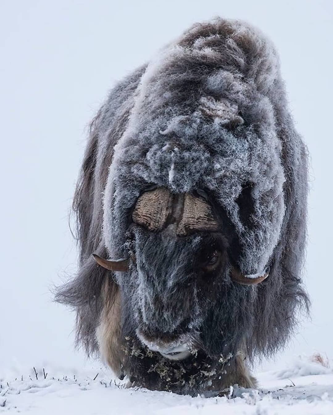 1079x1343, 175 Kb / снег, овцебык