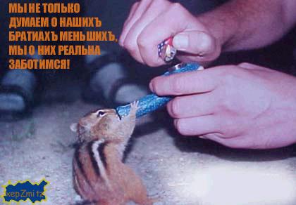 420x292, 20 Kb / бурундук, трава