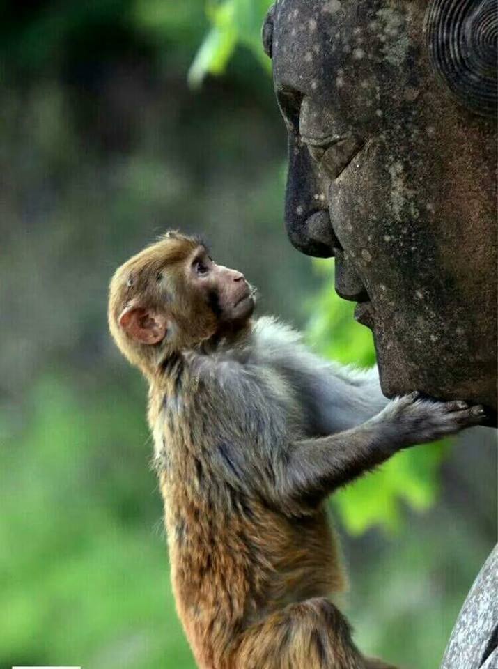 715x960, 75 Kb / обезьяна, статуя, голова, лицо