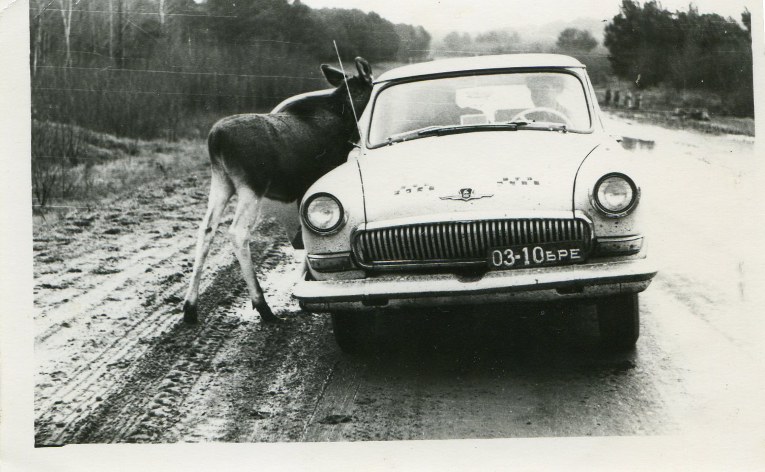 1488x918, 219 Kb / лось, такси, ч/б