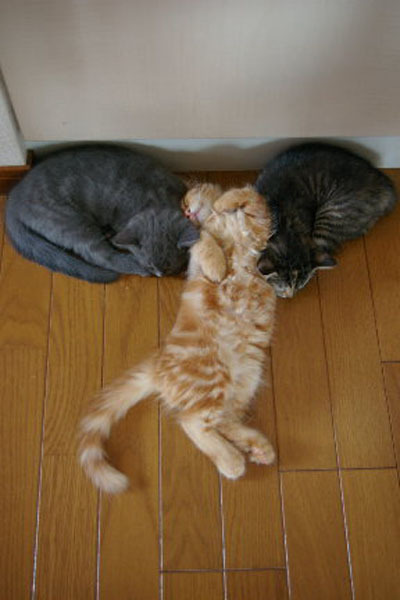 400x600, 57 Kb / трио