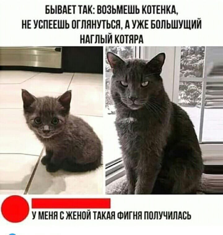 720x758, 66 Kb / Котёнок, котяра, жена