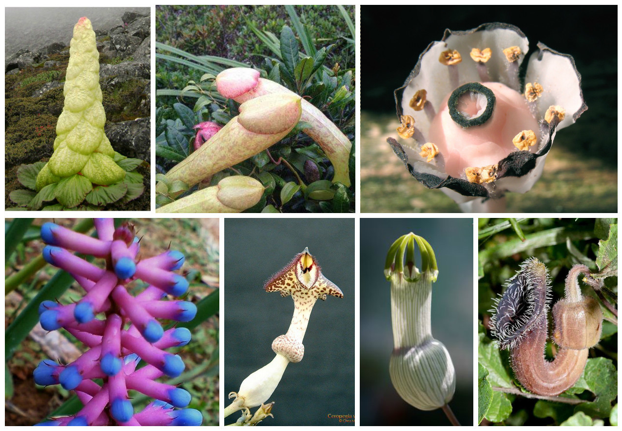 1276x884, 381 Kb / цветы, фаллосы