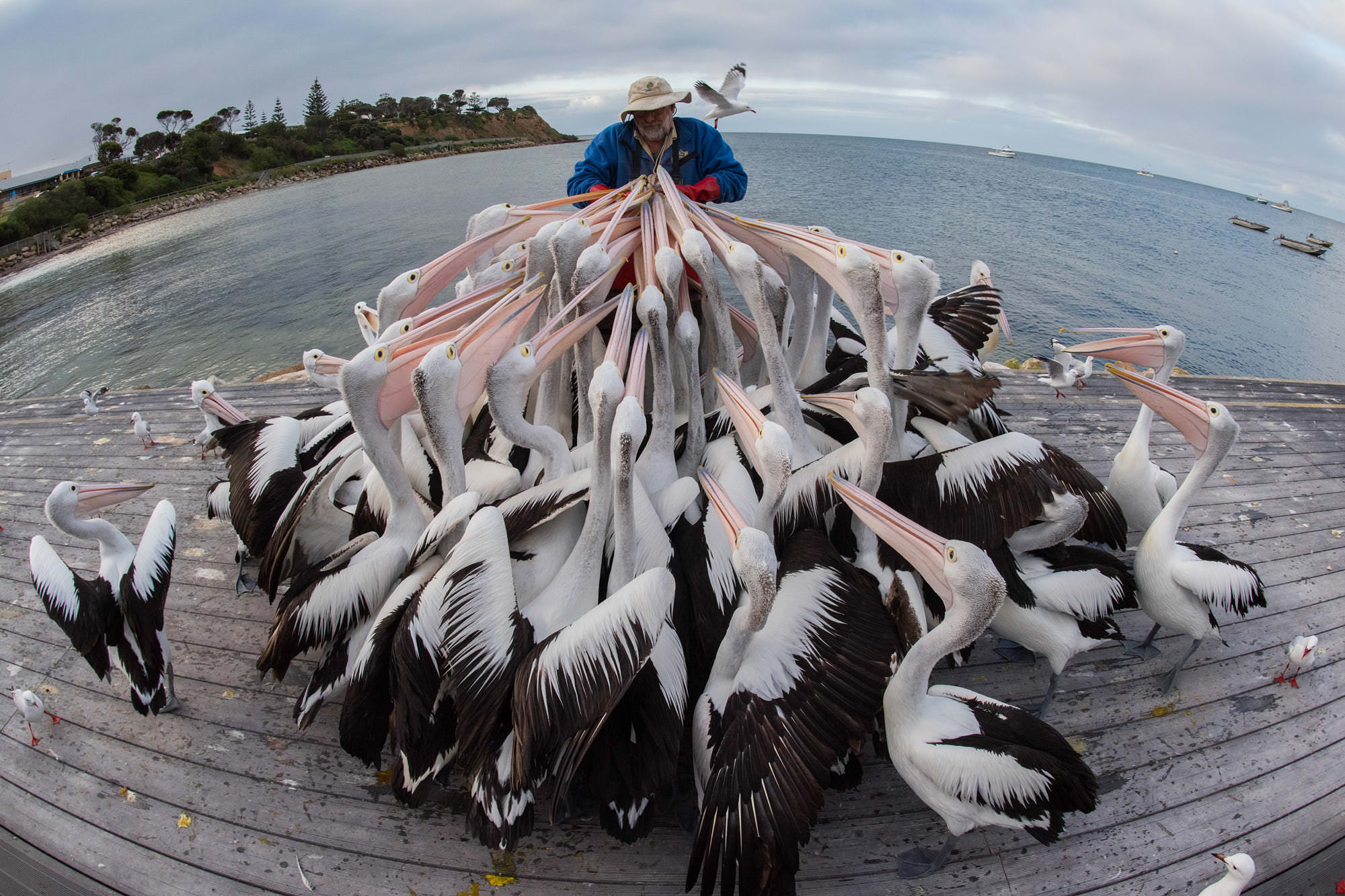 2000x1333, 432 Kb / пеликаны