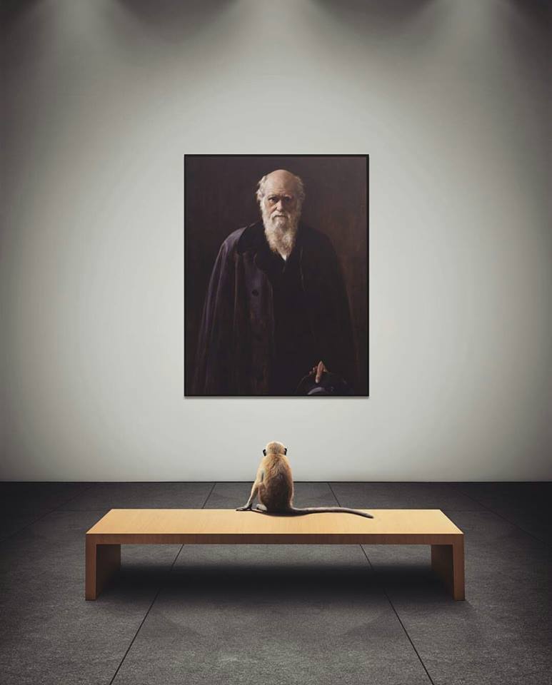 773x960, 45 Kb / обезьяна, дарвин