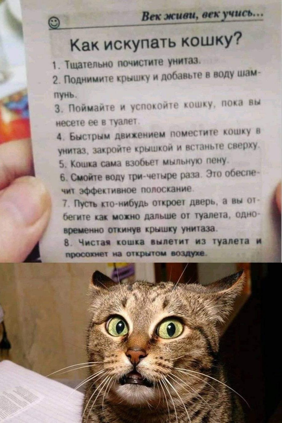 917x1374, 197 Kb / купание, инструкция, кот