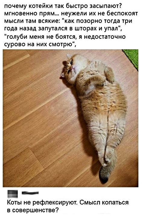 471x714, 182 Kb / рефлексия, идеал, кот, совершенство, мысли, быстро, засыпают, ламинат