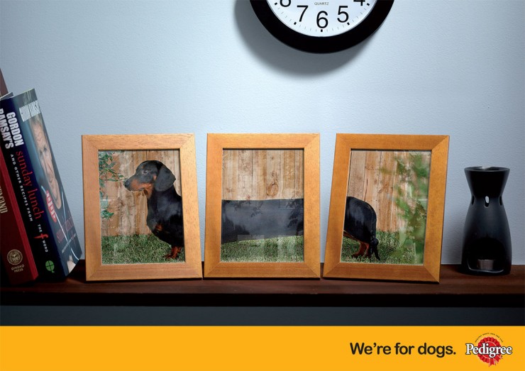 740x523, 79 Kb / такса, фото