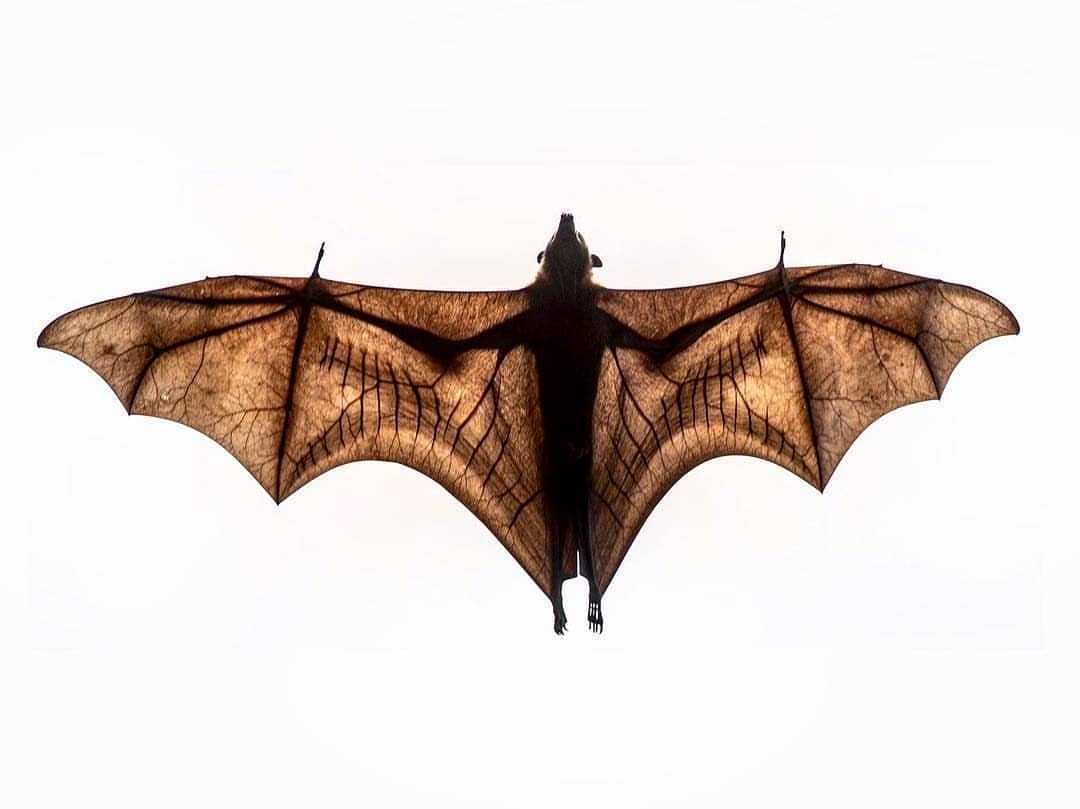 1080x809, 59 Kb / летучая, мышь, лиса, лисица