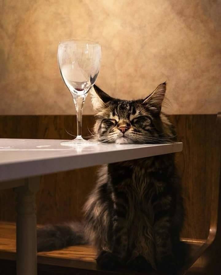 720x895, 40 Kb / бокал, кот, кошка, стол, сидит, кафе, спит