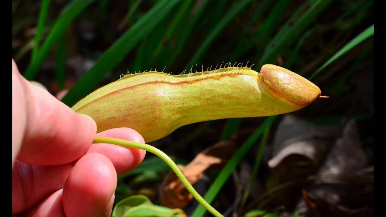 1280x720, 94 Kb / хуй, цветок, растение