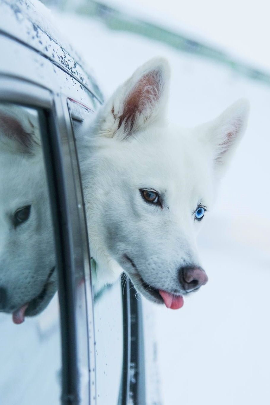 911x1367, 147 Kb / хаски, авто