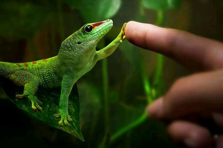 712x473, 47 Kb / палец, рука, ящерица