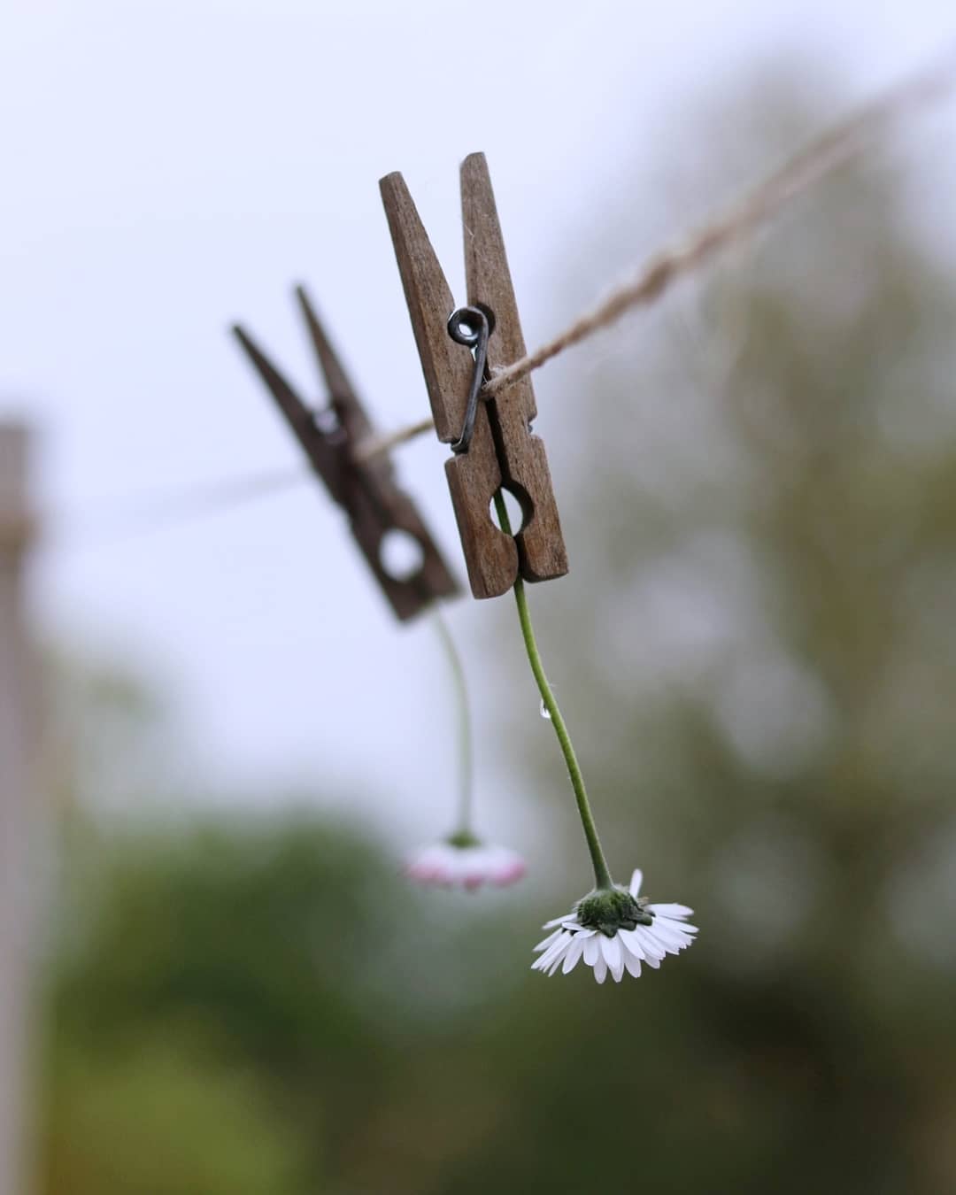 1080x1350, 40 Kb / прищепка, цветок