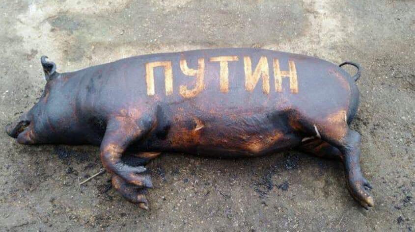 845x473, 66 Kb / путин, свинья, политота, след от загара