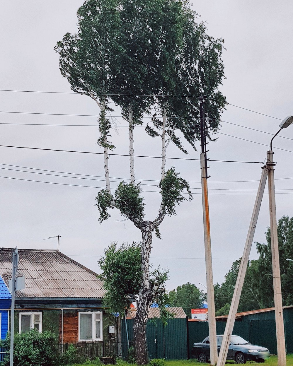 1000x1250, 404 Kb / берёза, дом, автомобиль, машина