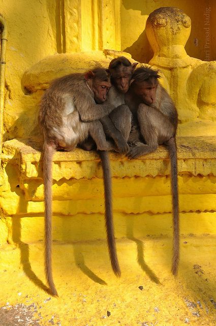 425x640, 57 Kb / обезьяны, желтое