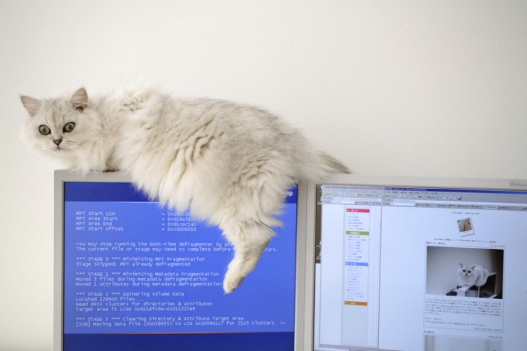 740x493, 50 Kb / кот, мониторы