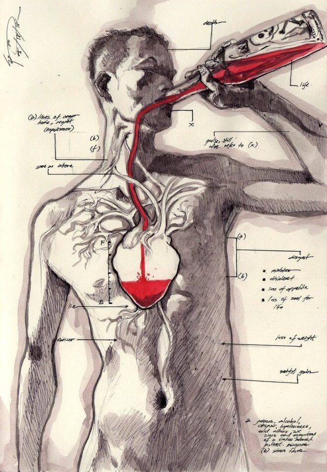 665x960, 136 Kb / рисунок, анатомия, сердце, вино, кровь