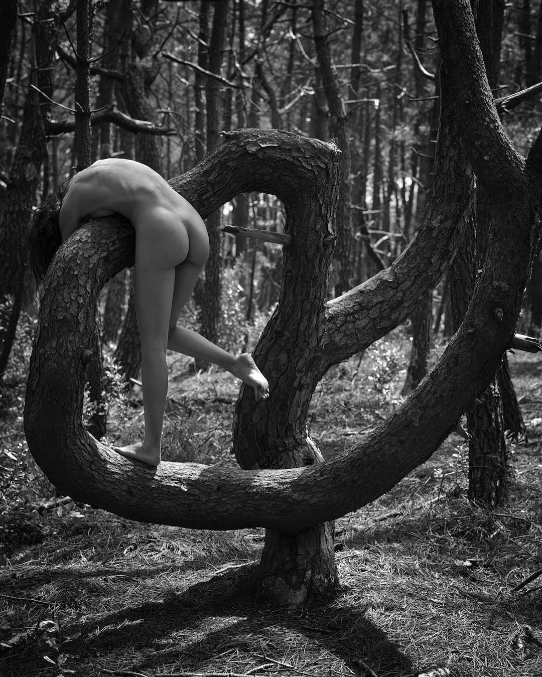 1080x1349, 271 Kb / дерево, ч/б, голая, лес