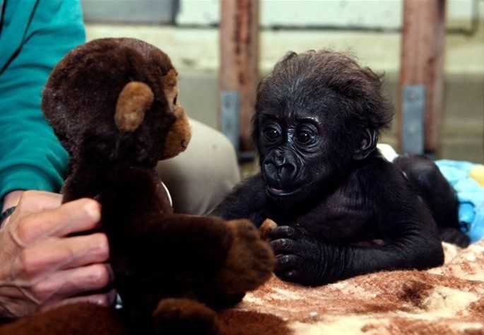 685x474, 47 Kb / обезьянка, друг