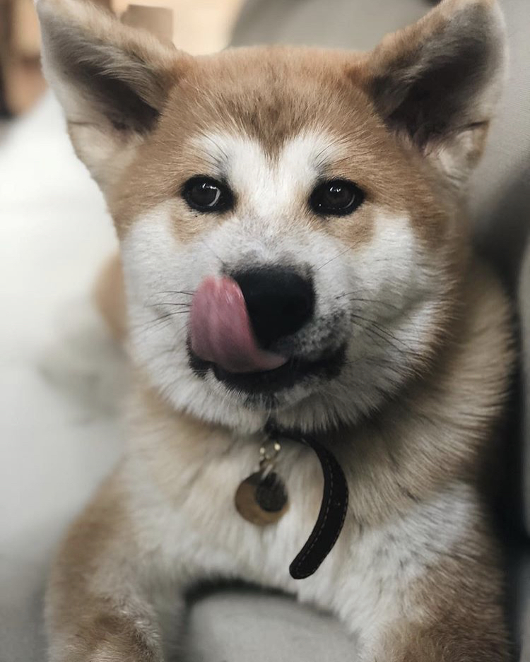 750x937, 438 Kb / собака, язык, ошейник, кулон