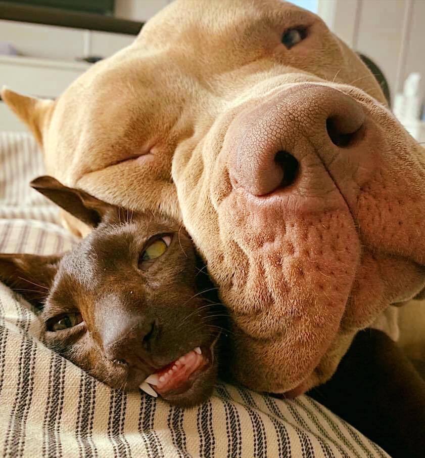 841x905, 118 Kb / собака, кот, кошка, морда, нос, глаза, язык, клыки, спят