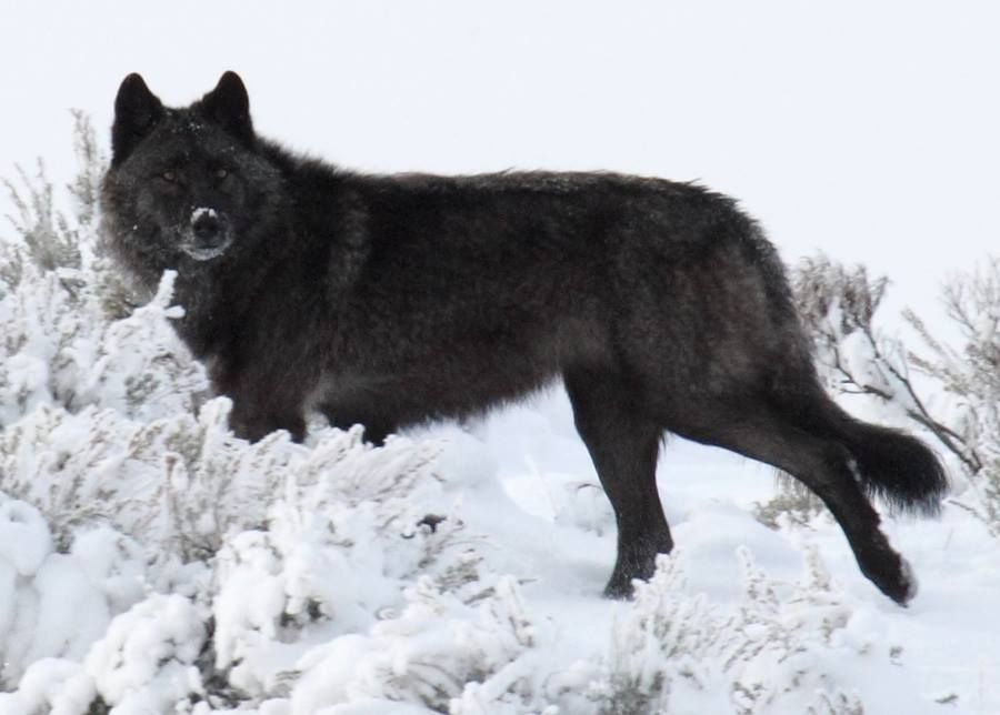 900x644, 54 Kb / волчица, черный, зима, снег