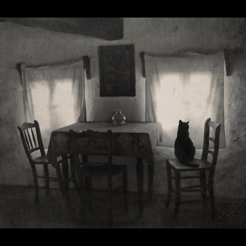 800x800, 75 Kb / кот, окна, два стула, ч/б