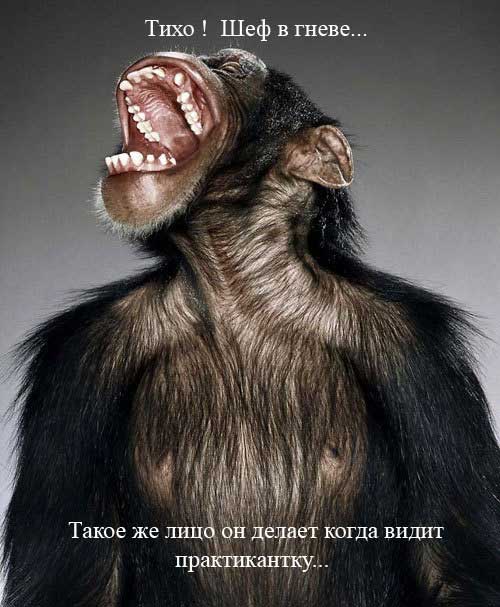 500x607, 44 Kb / обезьяна, шеф, практикантка