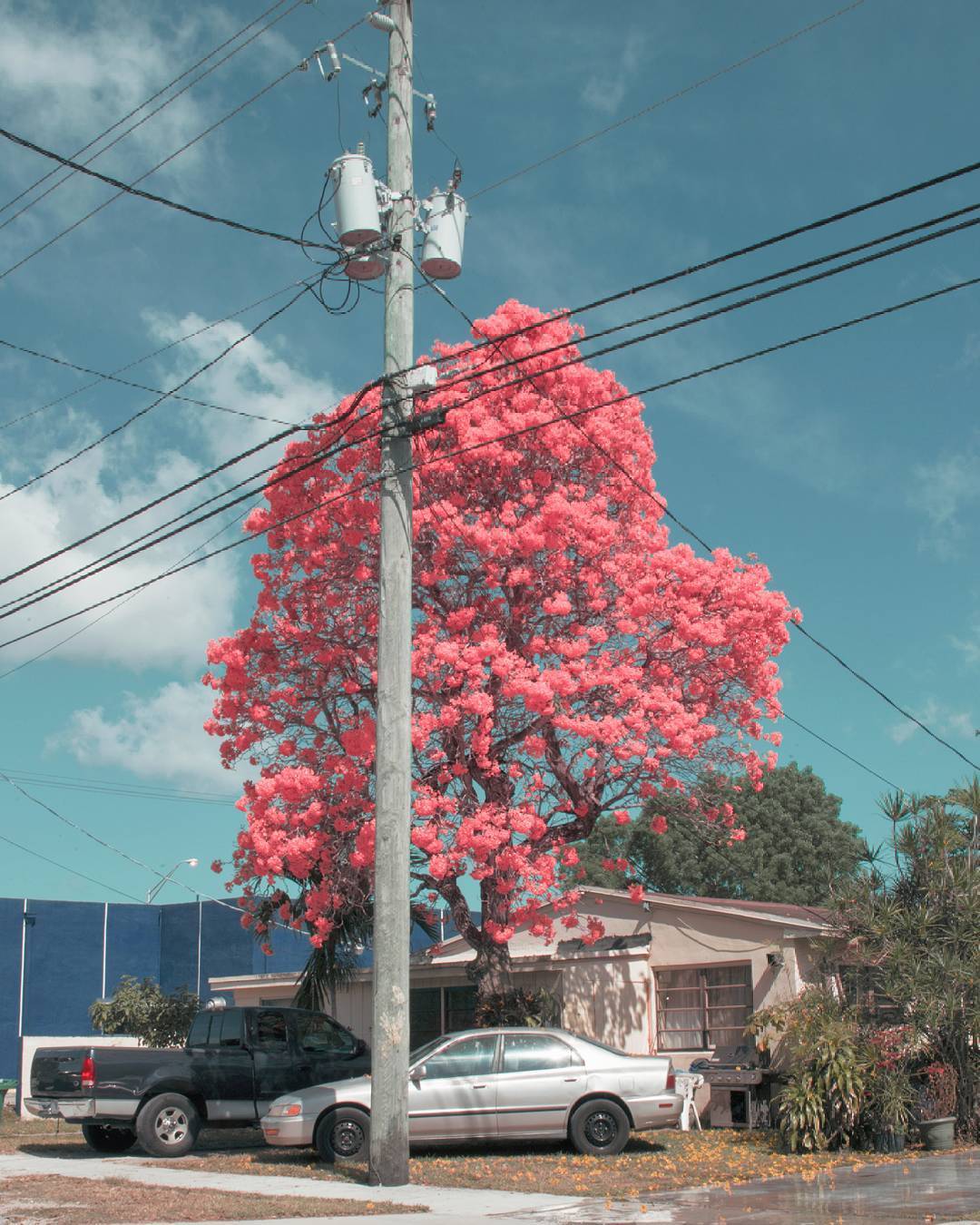 1080x1350, 206 Kb / дерево, розовое, столб, машины