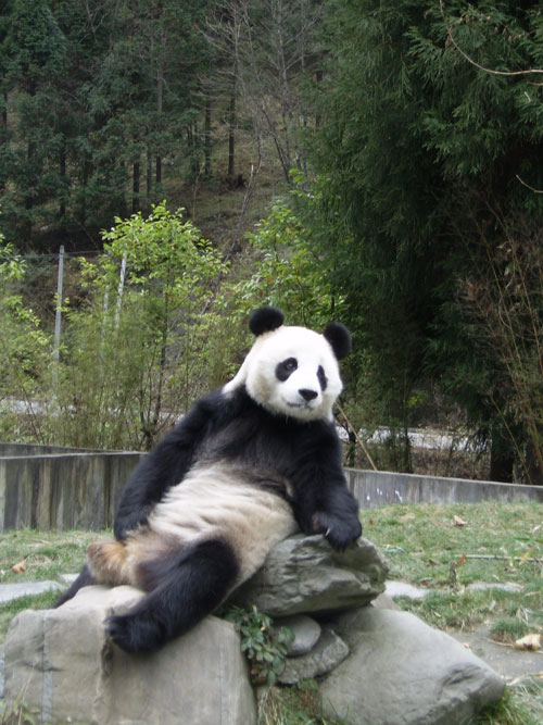 500x667, 90 Kb / панда