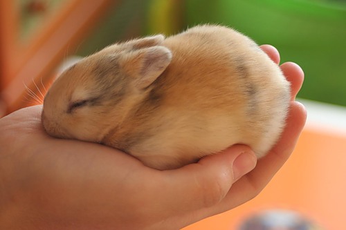 500x333, 27 Kb / кролег