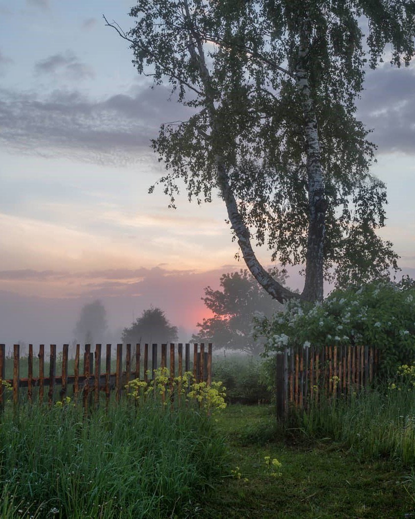 848x1060, 200 Kb / береза, туман, трава, забор, пастораль, закат