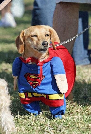 376x550, 67 Kb / собака, супермэн, костюм