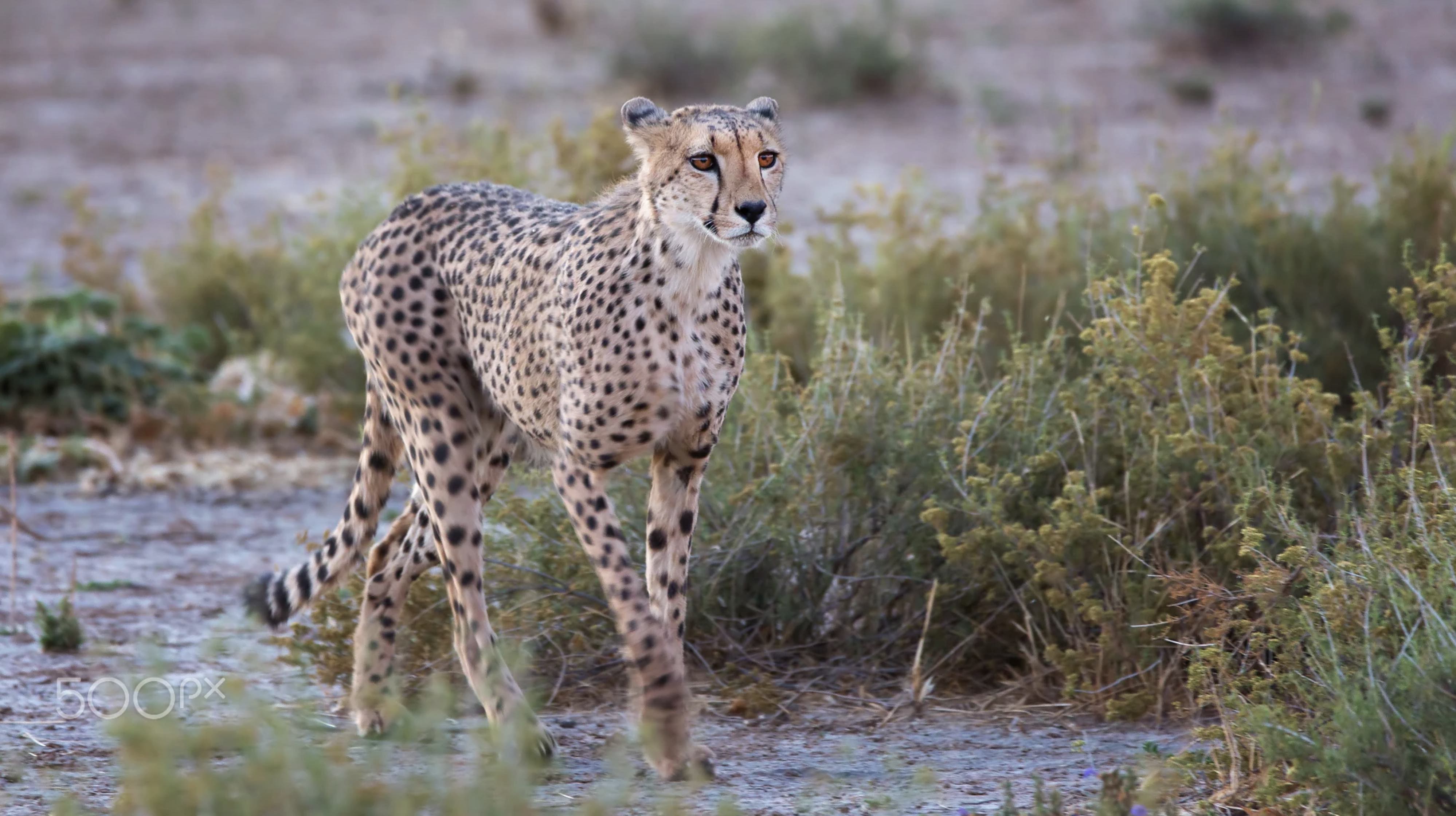 3996x2240, 611 Kb / гепард