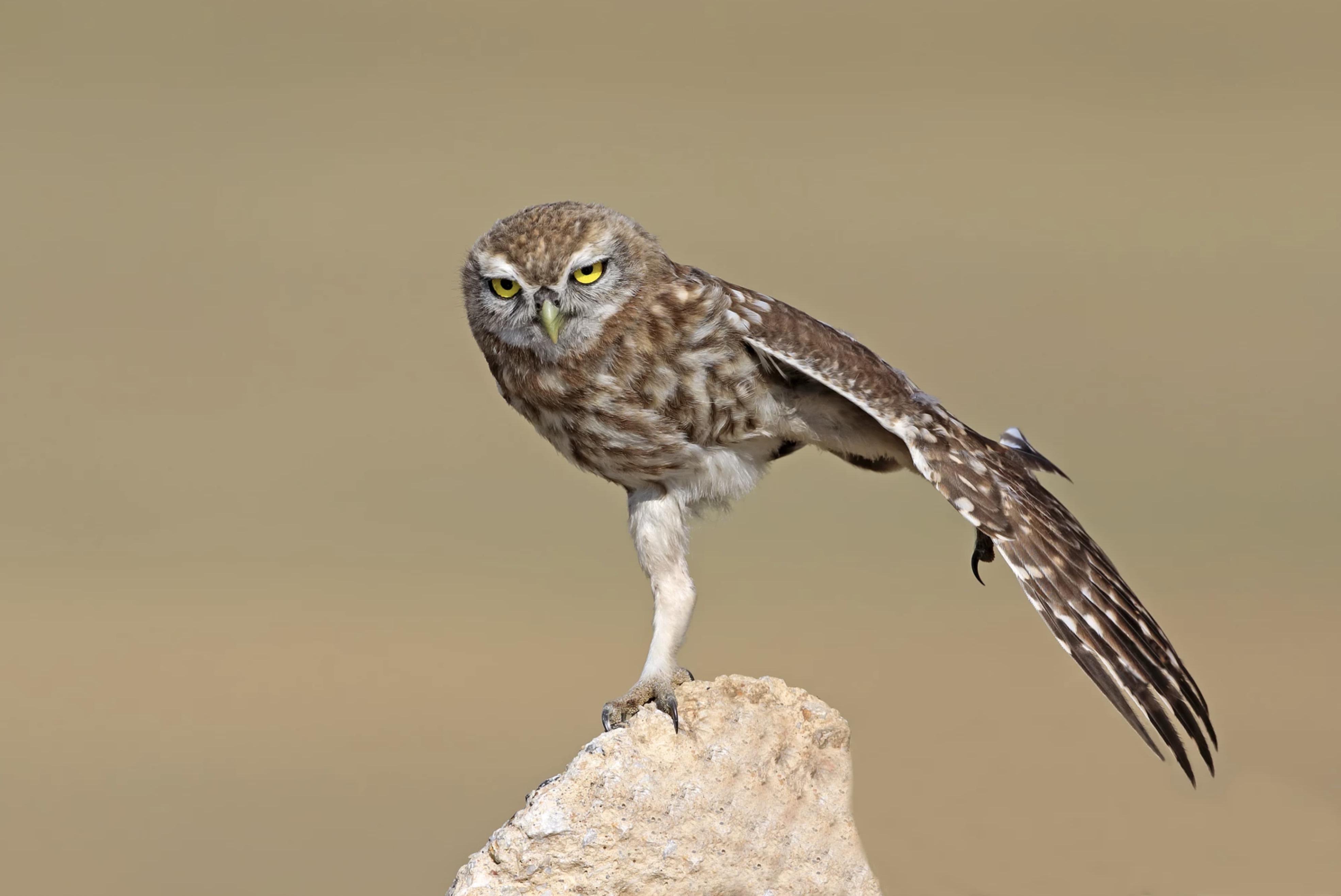 3940x2634, 611 Kb / сова, акробат