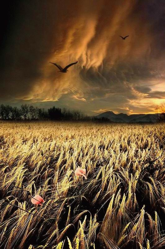 531x800, 138 Kb / пейзаж