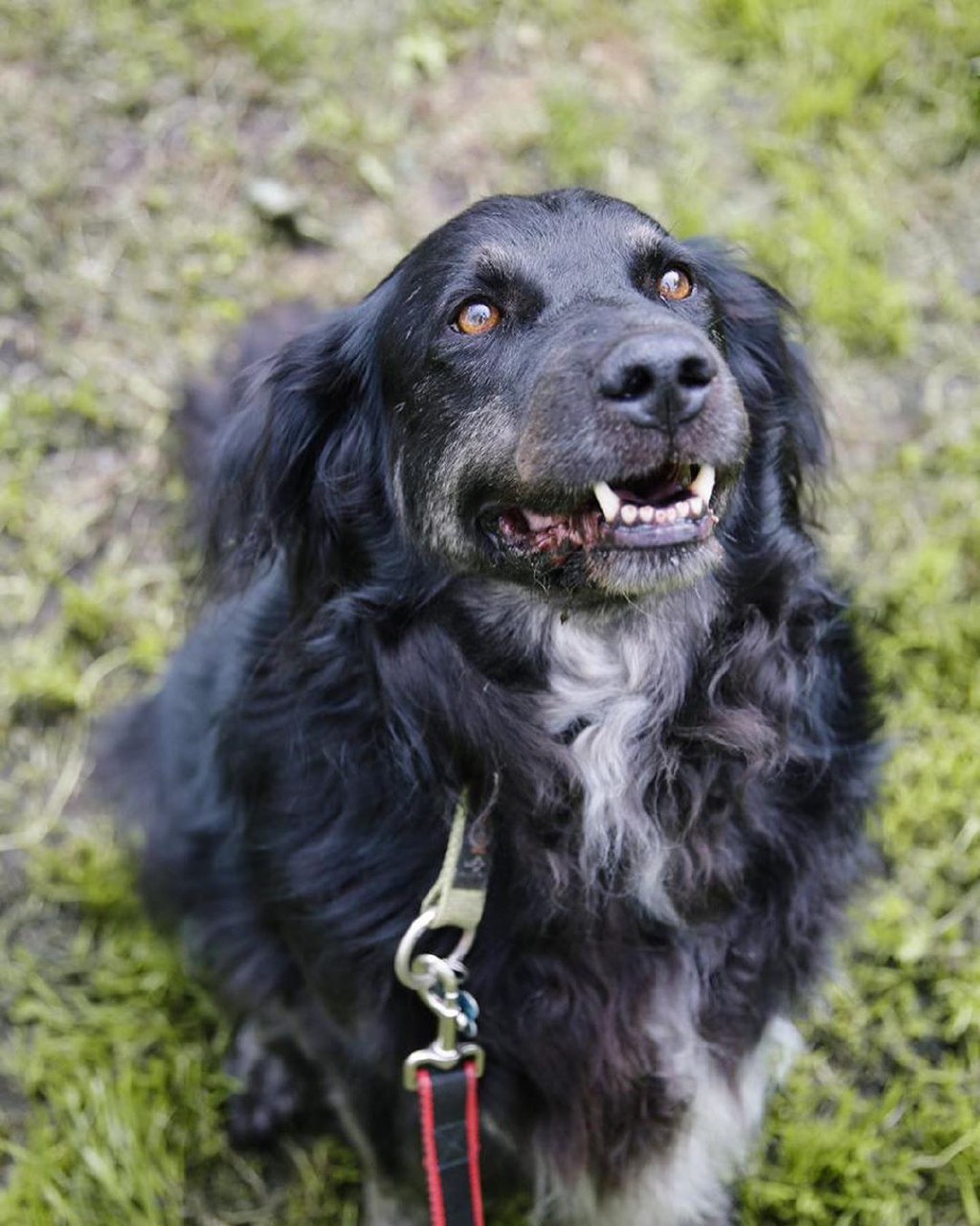 1024x1280, 198 Kb / собака, взгляд, чёрная, ошейник