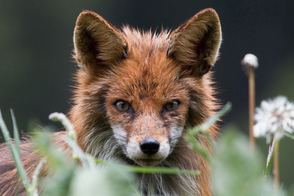 990x660, 137 Kb / лиса, одуванчик