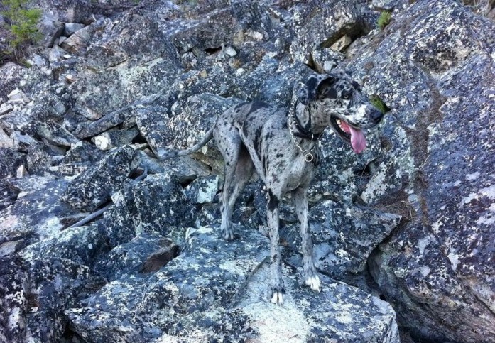 697x483, 175 Kb / Камни, собака, язык, ошейник