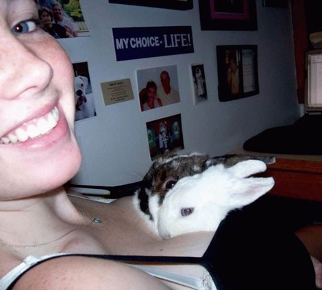 470x422, 35 Kb / кролики