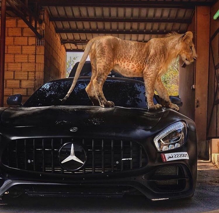 750x731, 140 Kb / автомобиль, мерседес, лев, гараж