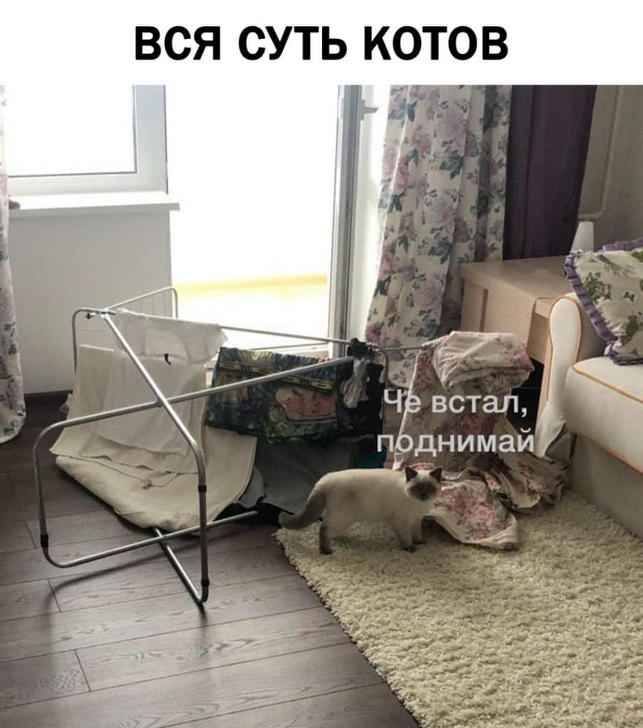 904x1024, 79 Kb / Кот, ковер, сушилка, белье