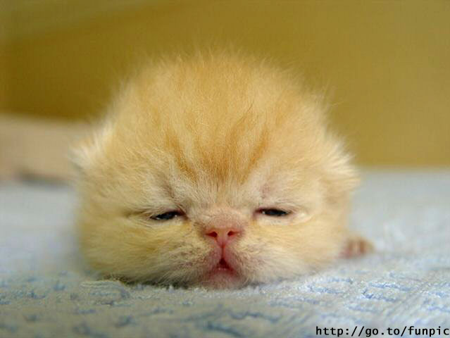 639x480, 35 Kb / котенок, сон