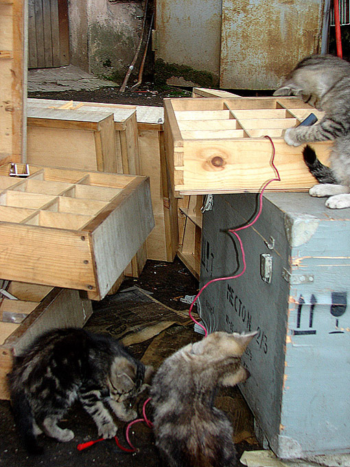 510x680, 176 Kb / коты, ящики