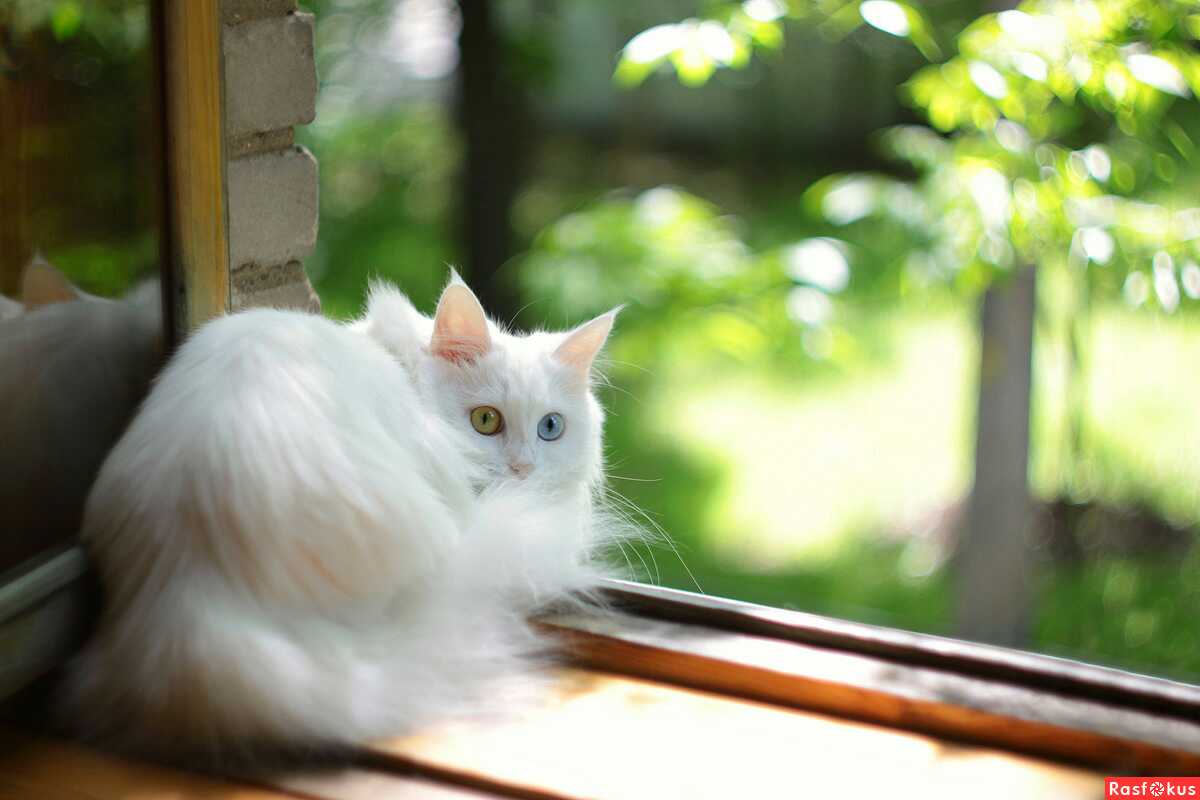 1200x800, 52 Kb / кошка, белая, разные глаза, гетерохромия, политота