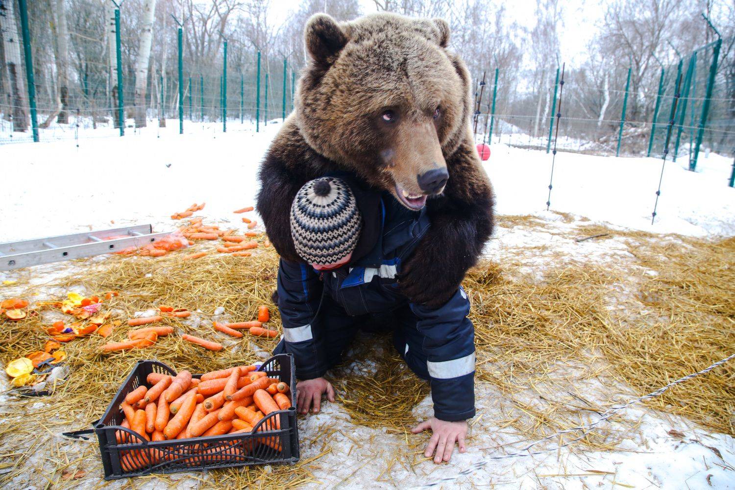 1500x1000, 303 Kb / миша сверху, морковка, медведь