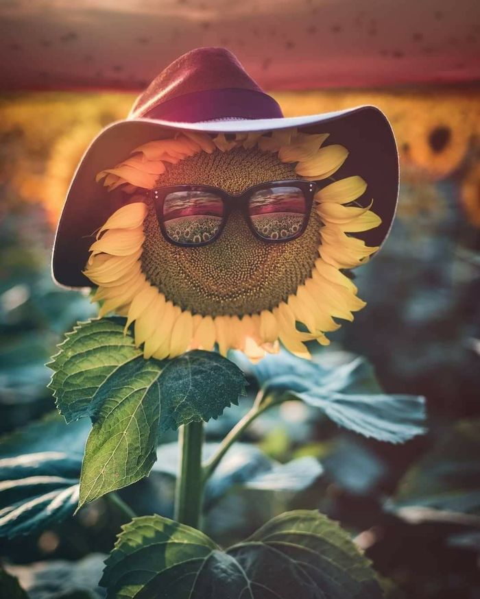 700x874, 80 Kb / подсолнух, смайлик, очки, шляпа